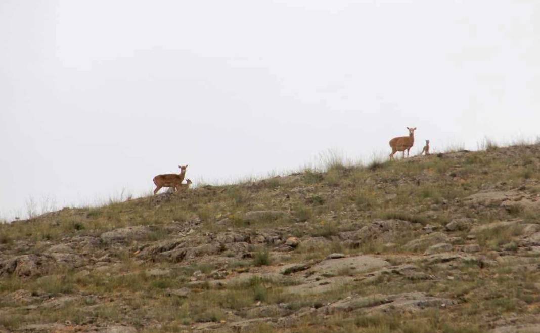Nesli tehlikedeydi, Konya’da doğaya yeni umut oldular 5